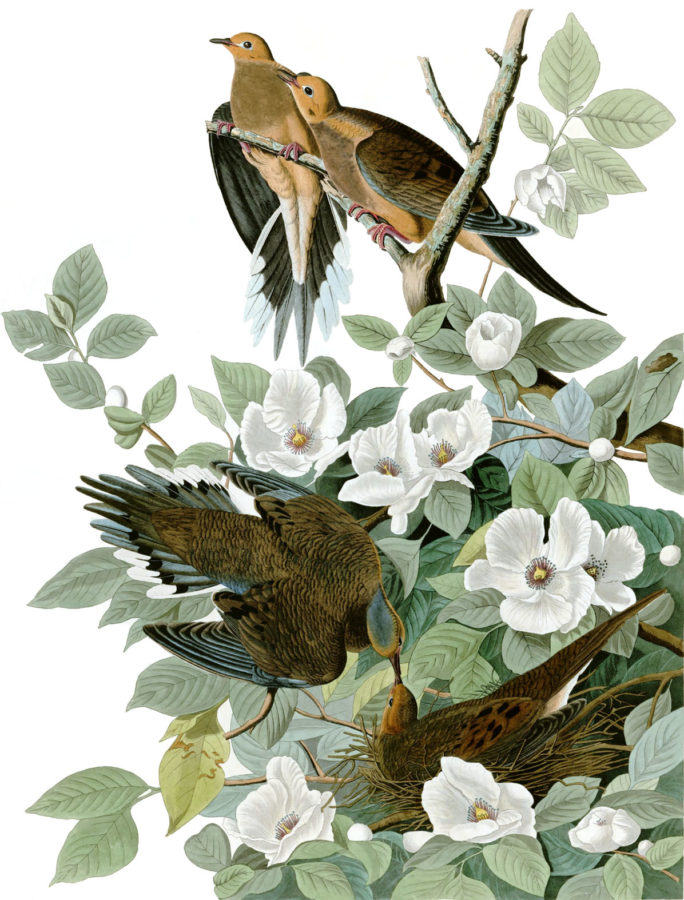 Birds of America. John James Audubon. 1827-1838. 10 millones de euros. Tasación de libros antiguos. Birds of America. John James Audubon. 1827-1838. 10 millones de euros.